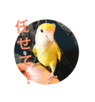 コザクラインコです（個別スタンプ：1）