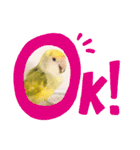 コザクラインコです（個別スタンプ：2）