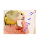 コザクラインコです（個別スタンプ：3）