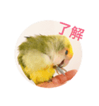 コザクラインコです（個別スタンプ：5）