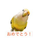 コザクラインコです（個別スタンプ：6）
