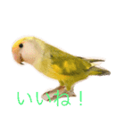 コザクラインコです（個別スタンプ：7）