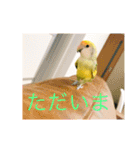 コザクラインコです（個別スタンプ：8）