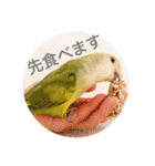 コザクラインコです（個別スタンプ：9）