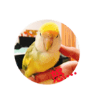 コザクラインコです（個別スタンプ：10）