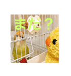 コザクラインコです（個別スタンプ：11）