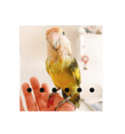 コザクラインコです（個別スタンプ：12）