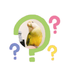 コザクラインコです（個別スタンプ：13）