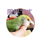 コザクラインコです（個別スタンプ：14）