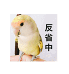コザクラインコです（個別スタンプ：15）