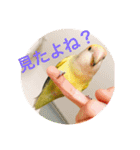コザクラインコです（個別スタンプ：16）