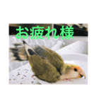 コザクラインコです（個別スタンプ：17）