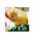 コザクラインコです（個別スタンプ：18）