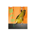 コザクラインコです（個別スタンプ：19）