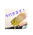 コザクラインコです（個別スタンプ：20）