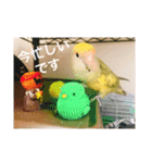 コザクラインコです（個別スタンプ：21）