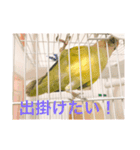 コザクラインコです（個別スタンプ：22）