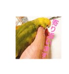 コザクラインコです（個別スタンプ：23）