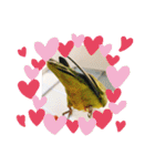 コザクラインコです（個別スタンプ：24）