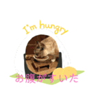 にゃんズとしらちゃ 毎日スタンプ（個別スタンプ：3）