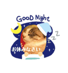 にゃんズとしらちゃ 毎日スタンプ（個別スタンプ：6）