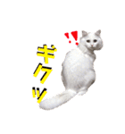 もあとふう（個別スタンプ：12）