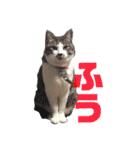 もあとふう（個別スタンプ：24）