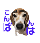 元気なビーグル①（個別スタンプ：1）