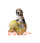 元気なビーグル①（個別スタンプ：7）