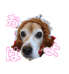 元気なビーグル①（個別スタンプ：8）