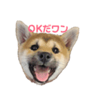 初めてあずきちゃんです！（個別スタンプ：1）
