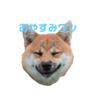 初めてあずきちゃんです！（個別スタンプ：5）