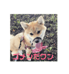 初めてあずきちゃんです！（個別スタンプ：6）