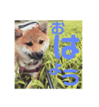 初めてあずきちゃんです！（個別スタンプ：7）