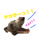 さらにイタグレのコマツナくん（個別スタンプ：8）