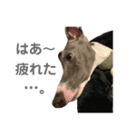 さらにイタグレのコマツナくん（個別スタンプ：9）