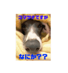 さらにイタグレのコマツナくん（個別スタンプ：10）