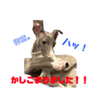 さらにイタグレのコマツナくん（個別スタンプ：12）