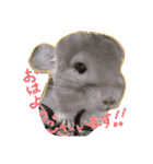 チンチラーず敬語あり（個別スタンプ：9）