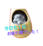 チンチラーず敬語あり（個別スタンプ：12）