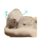 チンチラーず敬語あり（個別スタンプ：14）
