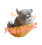 チンチラーず敬語あり（個別スタンプ：16）
