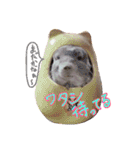 チンチラーず敬語あり（個別スタンプ：32）
