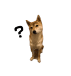 柴犬 こふた（個別スタンプ：1）