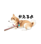 柴犬 こふた（個別スタンプ：3）