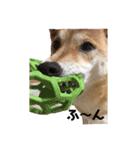 柴犬 こふた（個別スタンプ：5）