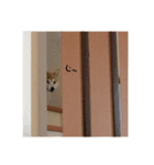 柴犬 こふた（個別スタンプ：6）
