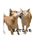 柴犬 こふた（個別スタンプ：7）