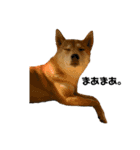 柴犬 こふた（個別スタンプ：9）