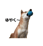 柴犬 こふた（個別スタンプ：10）
